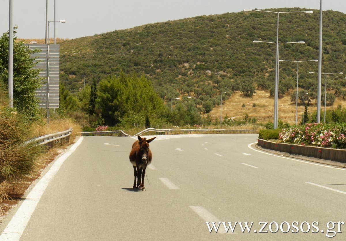 Το ΥΠ.Α.Α.Τ. φορτώνει την ευθύνη της διάσωσης ανεπιτήρητων ιπποειδών σε εθελοντές